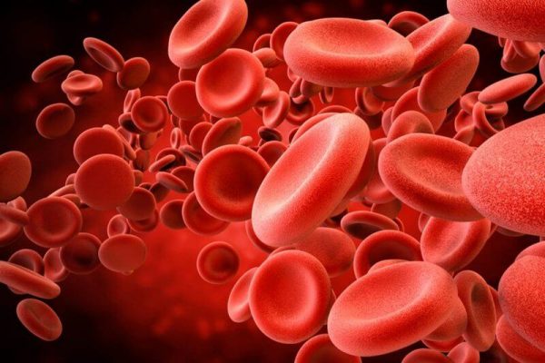 Red blood cells in the blood: functions